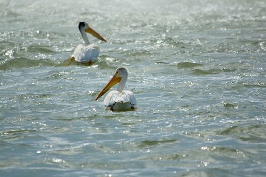 Pelicans_KingsleyDam_117