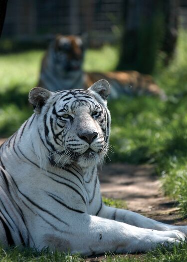 Riverside_Zoo_Tigers03_JNabb