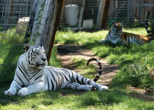 Riverside_Zoo_Tigers01_JNabb