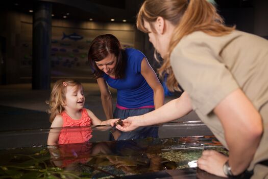 Scott_Aquarium_-_Tide_Pool_Touch_Tank