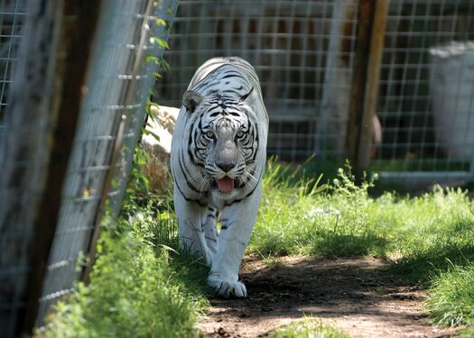 Riverside_Zoo_Tigers02_JNabb