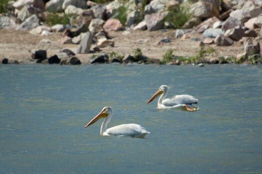 Pelicans_KingsleyDam_060