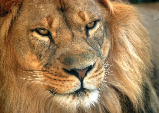 Riverside_Zoo_Lion01_JNabb