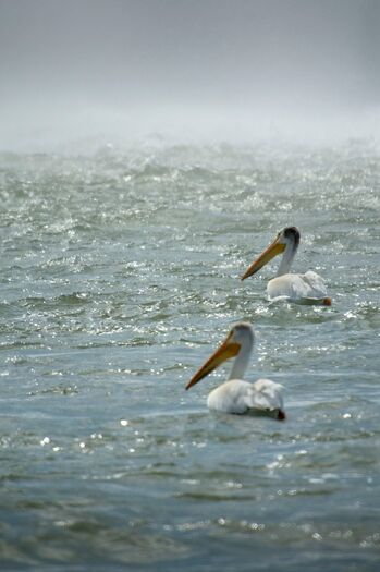 Pelicans_KingsleyDam_121