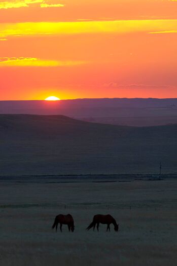 HorseSunsetHwy71_7.12_137