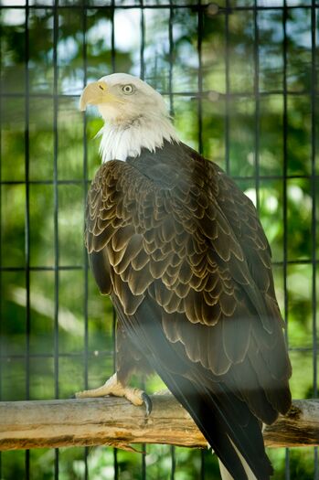 RiversideZoo2008_Scottsbluff_062