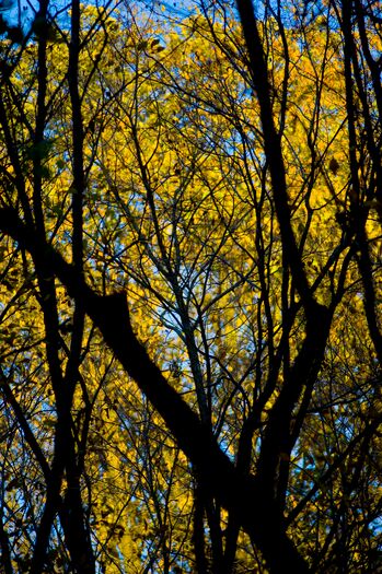 PoncaSP_FallFoliage_517