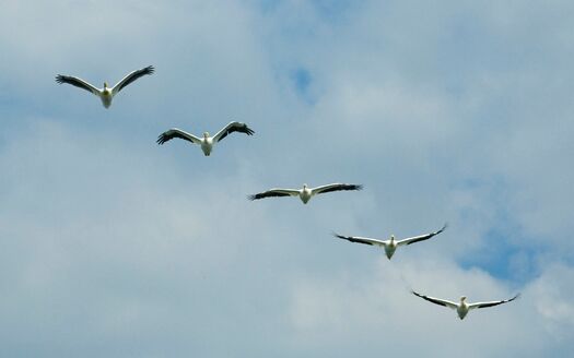 Shorebirds_McConaughy_06