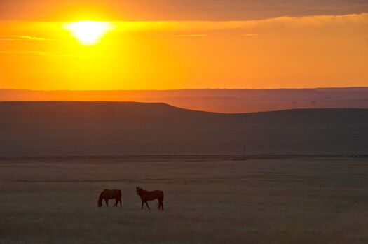 HorseSunsetHwy71_7.12_023