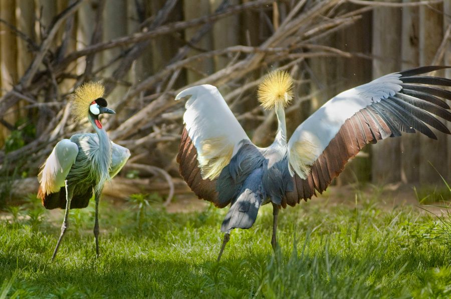 RiversideZoo2008_EastAfricanCrownedCranes_111