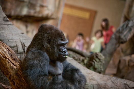 Hubbard_Gorilla_Valley