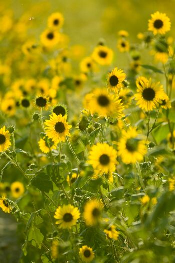 Sunflowers_roadside_20