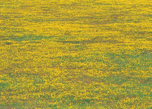 Oglala_Grasslands_MForsberg