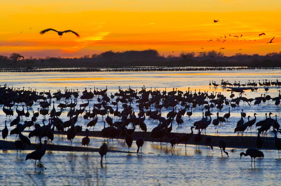 SandhillCranes_Rowe3.12_061