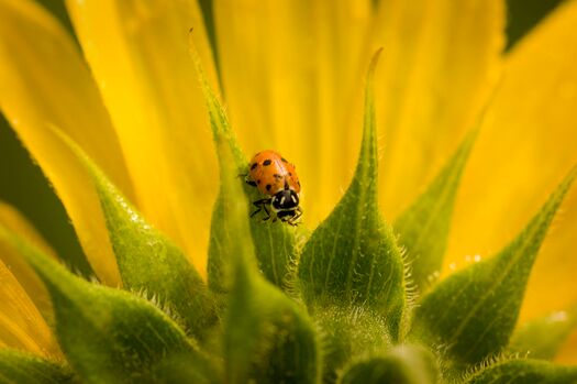 Ladybug_Wildflower_23