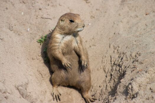 PrairieDog_FtNiobraraNWR_BywaysTripPics_EmilieBouvier_38