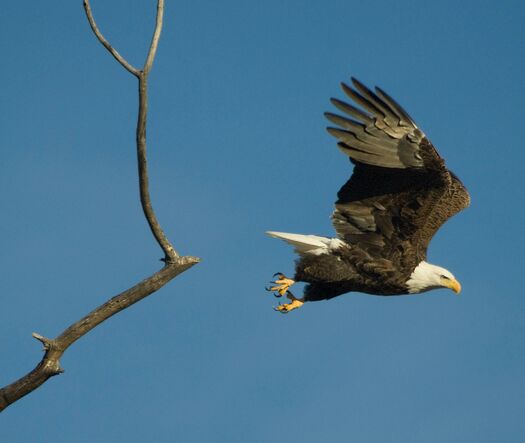 EaglesAtJohnson2_242cropped