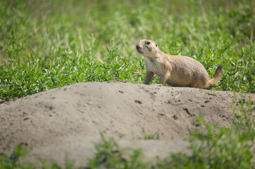 FtNiobraraNWR_PrairieDogs9.3.11_21