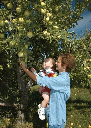 NE_City_Apple_Picker_JNabb