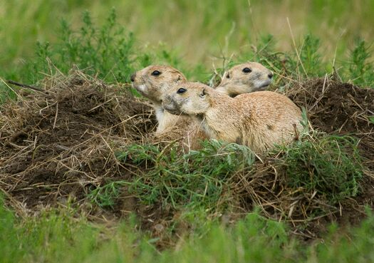 FtNiobraraNWR_PrairieDogs_231