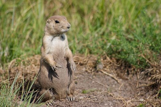 PrairieDog_FtNiobraraNWR_PrairieDog_BywaysTripPics_EmilieBouvier_33