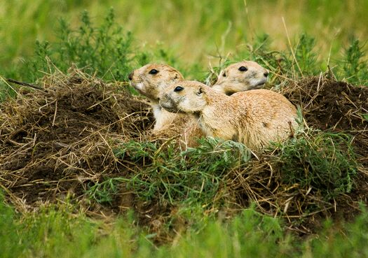 FtNiobraraNWR_PrairieDogs_231-2