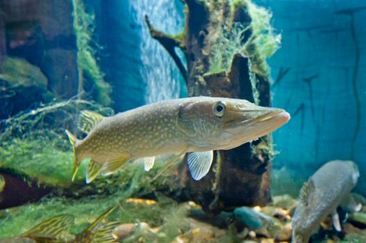 AksarbenAquarium_NorthernPike_038