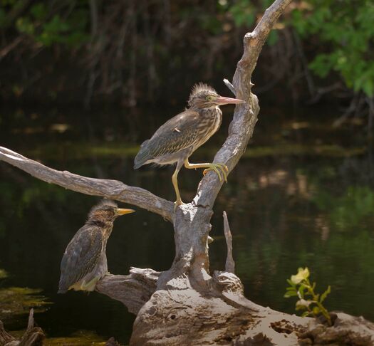 ImmatureGreenHeron_FtKearneyMuseum_087