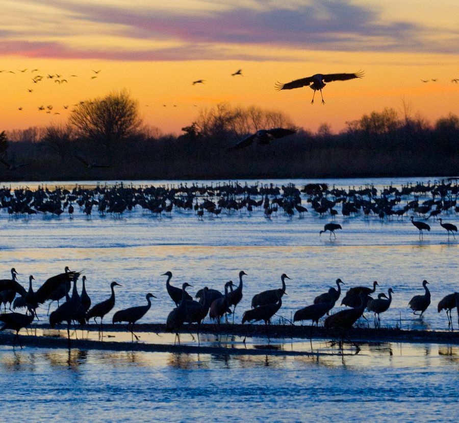 SandhillCranes_Rowe3.12_085