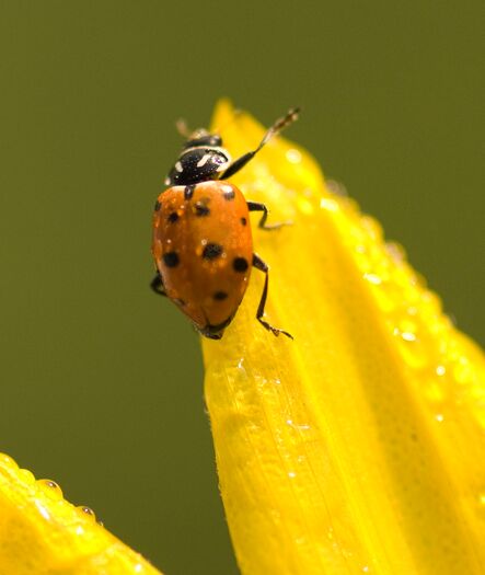 Ladybug_Wildflower_36