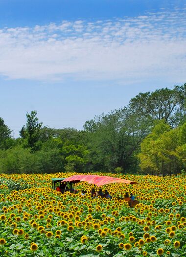 Sunflower_-_Discovery_Ride_vertical_Adjusted