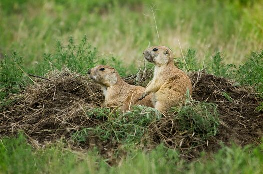 FtNiobraraNWR_PrairieDogs_191