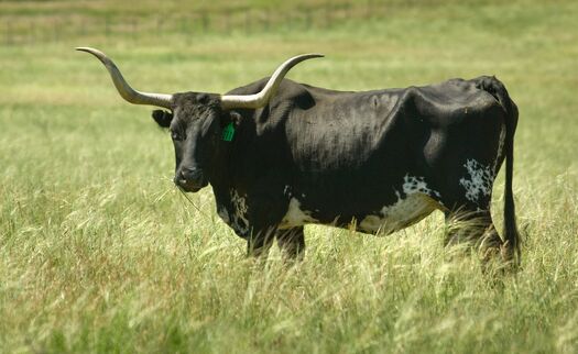 FtRob_Longhorn_03