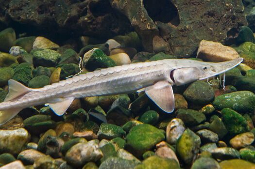 AksarbenAquarium_PallidSturgeon_091