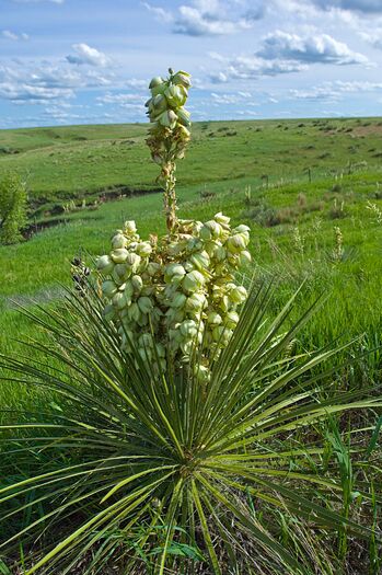 Yucca_15