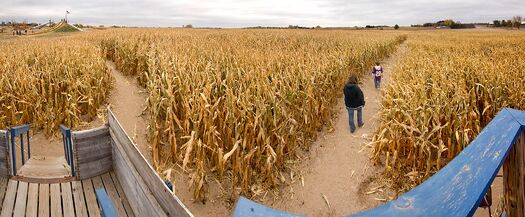 ScarecrowPumpkin_CornMazePano