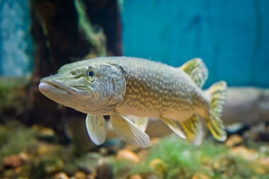 AksarbenAquarium_NorthernPike_088