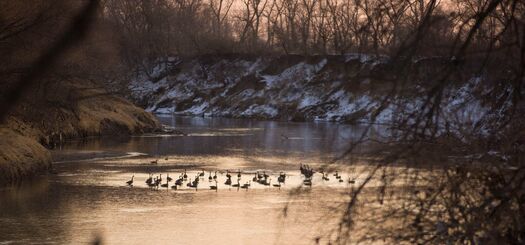 Geese_SaltCreek_Winter_03