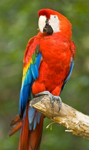 LincZoo_Parrot_39