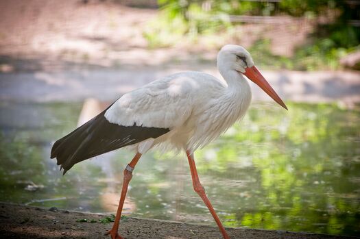 LCZoo_EuroWhiteStork_10