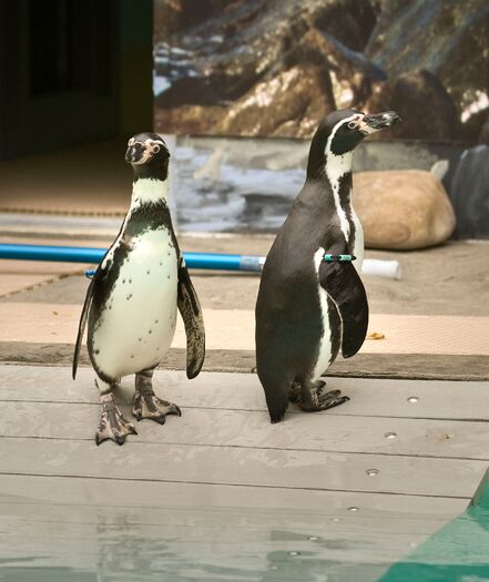 LincChildZoo_Penguins_031