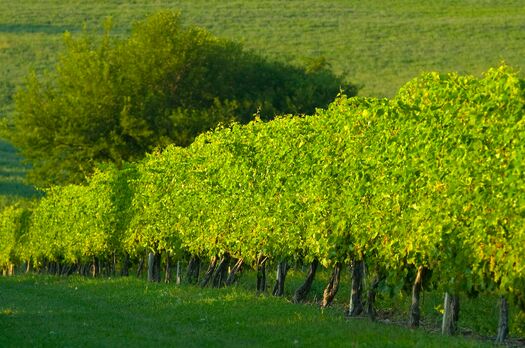 GenericVineyard(JArthur)_072