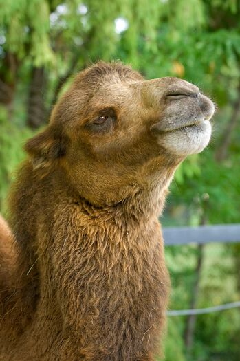 LincZoo_BactrianCamel_22