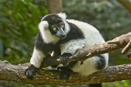 LincZoo_BandWRuffedLemur_30