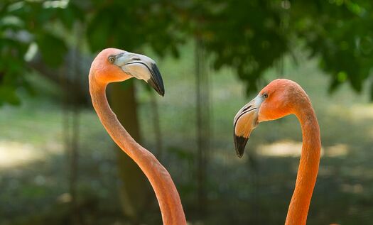 LCZoo_Flamingo_6.11_47