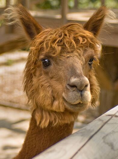 LincZoo_Alpaca_04