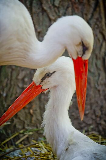 LCZoo_EuroWhiteStork_24