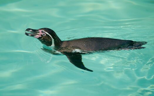 LCZoo_Penguins_6.11_036