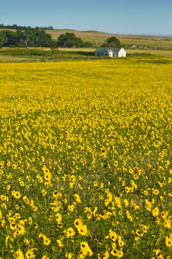 Sunflowers_N.ofSidney_01