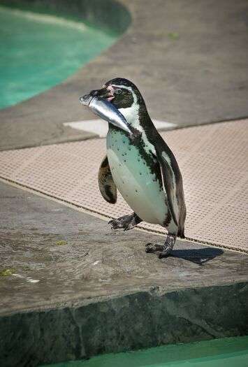 LCZoo_Penguins_6.11_176